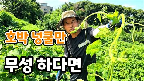 잎만 무성한 맷돌호박 이렇게 하면 주렁주렁 달려요 Youtube