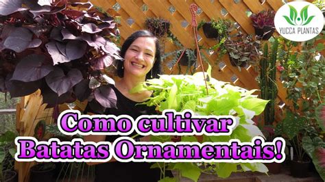 Como Cultivar Batatas Ornamentais YouTube