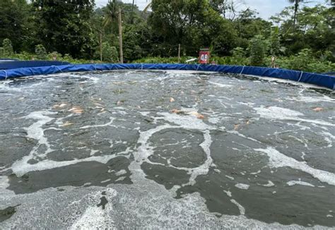 Aerator Kolam Ikan Nila Fungsi Manfaat