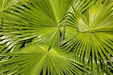 Pattern Of Palm Leaves Stock Image Image Of Leaves Background 13620413