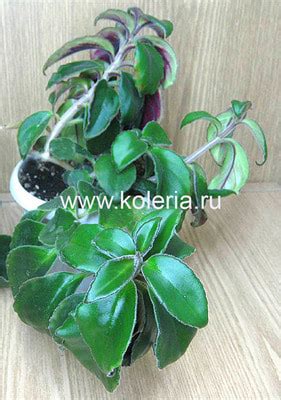 Нематантус crassifolius (Schott) Wiehler 'Carangola'