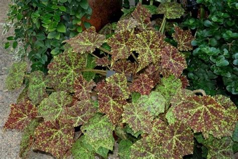 Интересные и необычные сорта бегоний | Beautiful orchids, Begonia, Plants