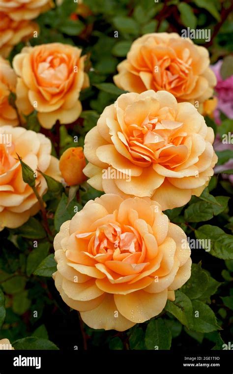 A Beautiful Golden Yellow Floribunda Rose Rosa Golden Beauty Korberbeni Also Known As