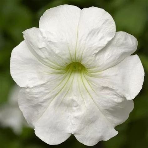 Petunia White