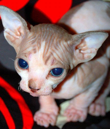 Naked Kittens 20 Pics