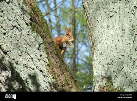 Squirrel With Walnut Stock Photo Alamy