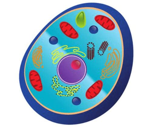 Protoplasm - Definition, Components and Functions