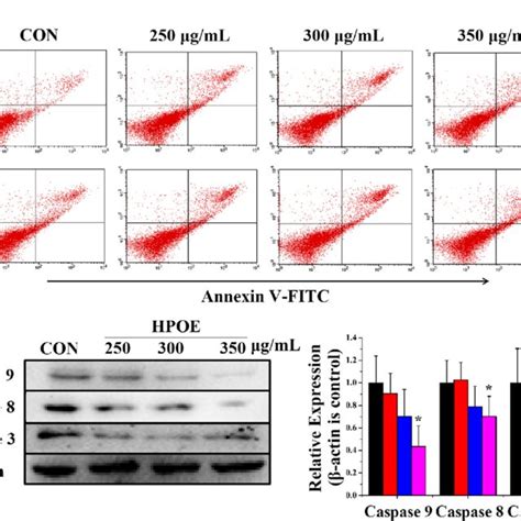 HPOE Promotes HCT116 Cells Apoptosis In A Dose Dependent Manner A