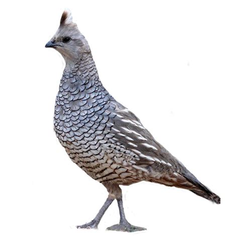 Blue Scale Quail Eggs | Strombergs Chicks & Game Birds