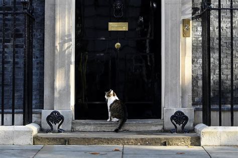 Larry the Cat Will Stay at No. 10 Downing Street - The New York Times