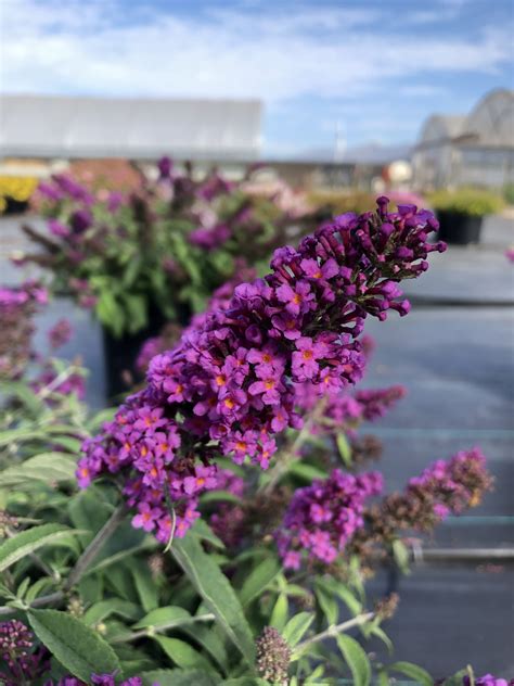 Buddleia-BABY-BUZZ-Purple-22-053 - PlantHaven International