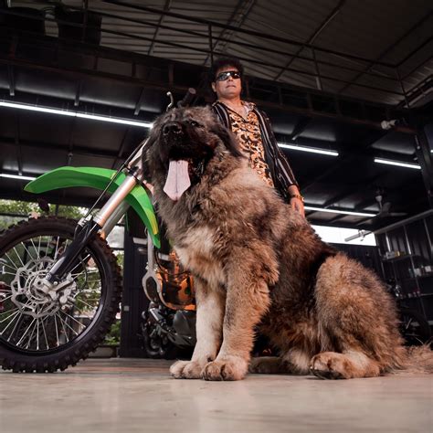 Caucasian Wolf Dog 3