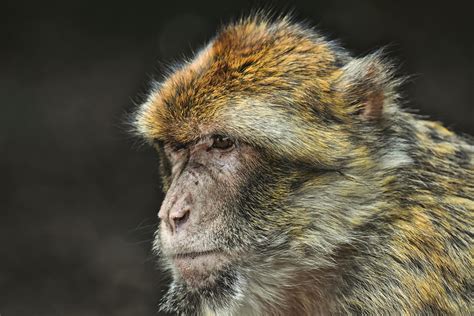 Monkey Fur Texture Photos, Download The BEST Free Monkey Fur Texture