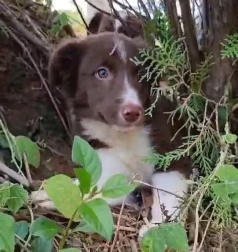 Filhote De Border Collie Parcelamento Sem Juros