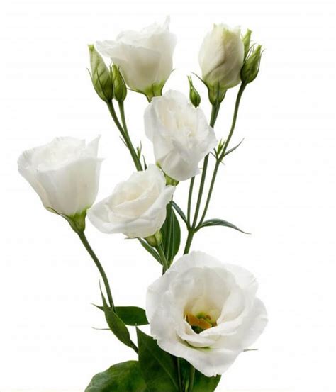 Эустома/Лизиантус - купить с доставкой в Самаре в интернет-магазине ...