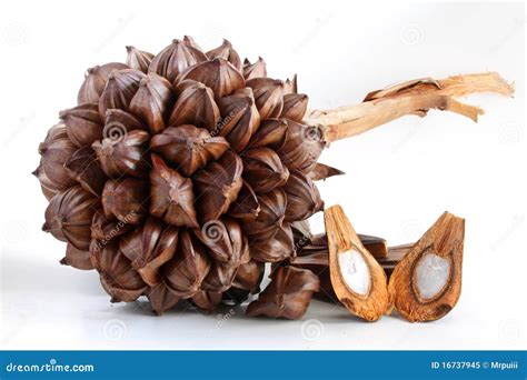 nipa hut stock photography cartoondealercom