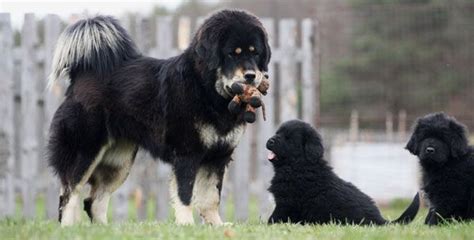 Tibetan Mastiff Livestock Guardian Dog Estrela Mountain Dog