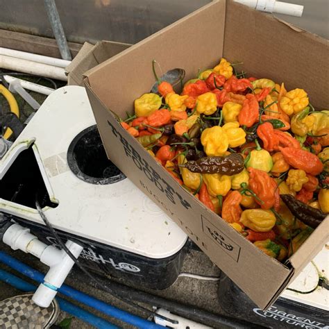 Hot Pepper Growing Tips GROZINE