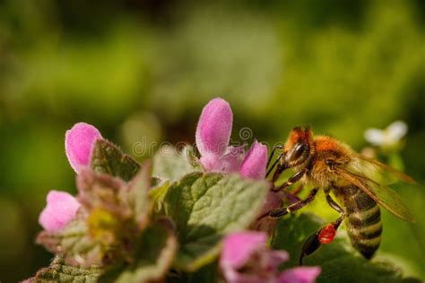 Ape Su Un Fiore Rosa Che Raccoglie Polline E Che Riunisce Nettare Alla