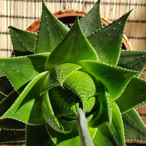 Aloe Cosmo Green Pearl Aloe Cosmo In GardenTags Plant Encyclopedia