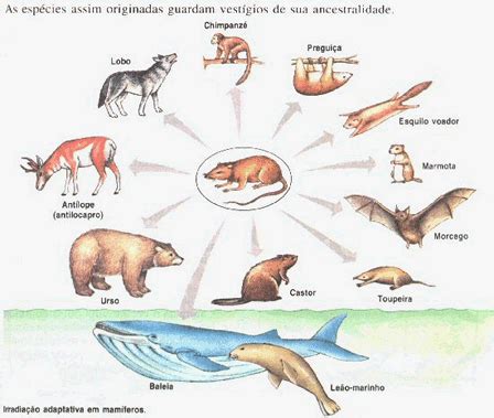 Adaptação E Evolução - O que é evolução? - Só Biologia