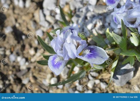 Iris Bonnie Babe Stock Image Image Of Flower Iris 307753903