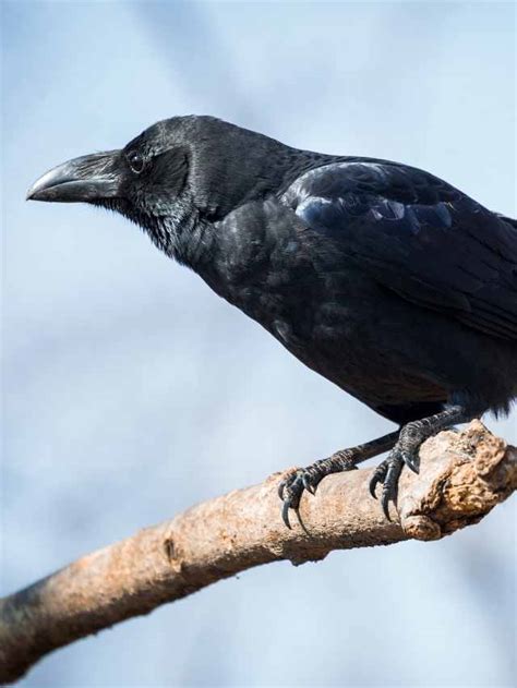 Symbolism Of Black Crow Spiritual Meaning Of Crows