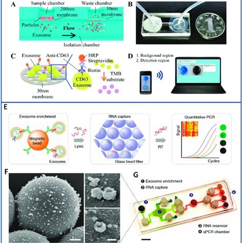 Methods for Extracellular Vesicles (EV) isolation. | Download Table