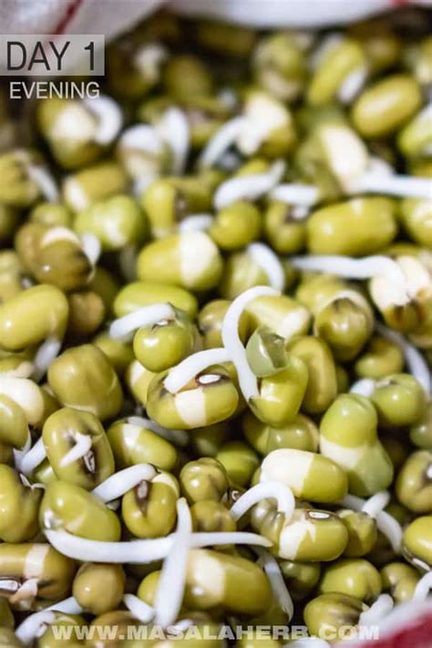 How To Sprout Mung Beans DIY Mung Bean Sprouts Masala Herb