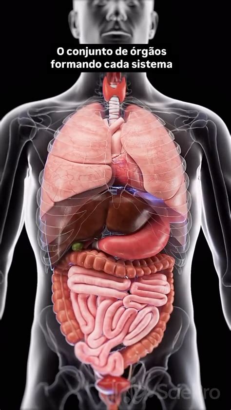 O Que Significa Organismo - Organismo Do Corpo Humano