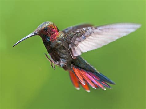 Jamaican Mango Hummingbird Species Hummingbirds Plus