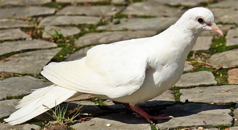 Free Stock Photo of White Dove (Bird) | Download Free Images and Free ...