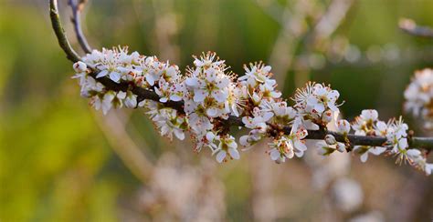 Fleur De Cerisier Printemps Flore Photo Gratuite Sur Pixabay Pixabay