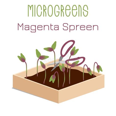 Microgreens Magenta Spreen Sale En Un Bol Semillas De Brote De Una