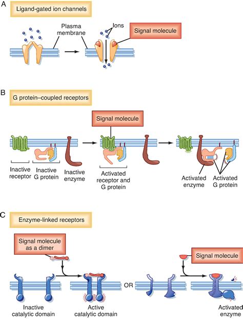 signal transduction membrane receptors  messengers