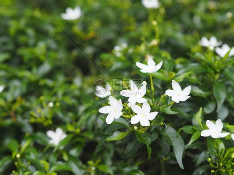 茜草科多年生植物小叶为圆形椭圆形尖叶高清图片下载 正版图片506707437 摄图网