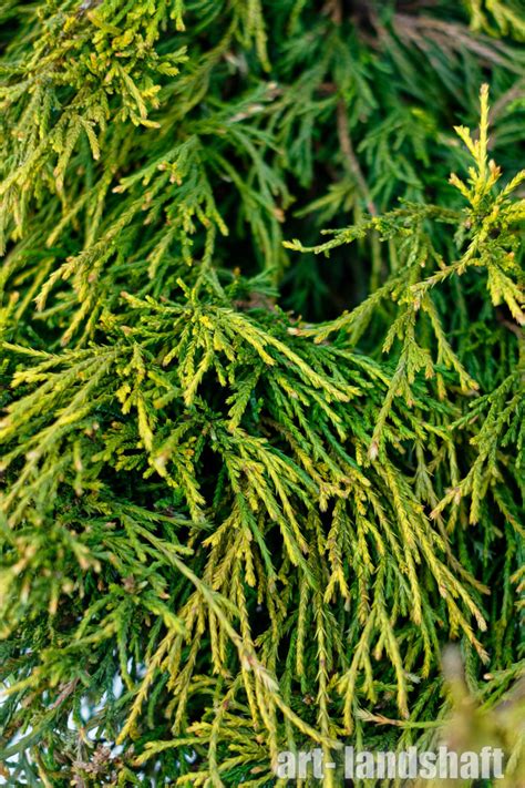 Кипарисовик горохоплодный "Golden Mop" (Голден Моп) - купить в ...