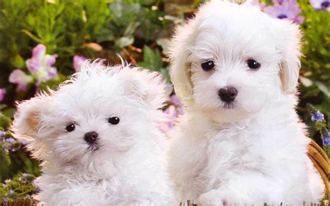 Cute Puppy Wallpapers For Desktop - Wallpaper Cave