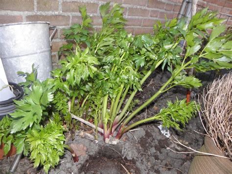 Любисток — выращивание и лечебные свойства. Фото — Ботаничка