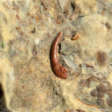 Зуб девонской рыбы - Фоссилии