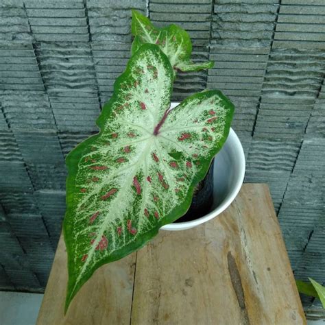 Jual Tanaman Hias Keladi Wayang Putih Pohon Caladium Corong Shopee