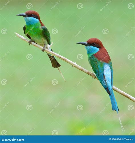 Blue Throated Bee Eater Bird Stock Photo Image Of Green Asian 53489548