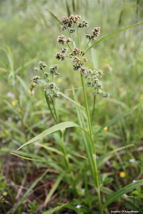 Mosquito bulrush - Cooperative Extension: Maine Wild Blueberries