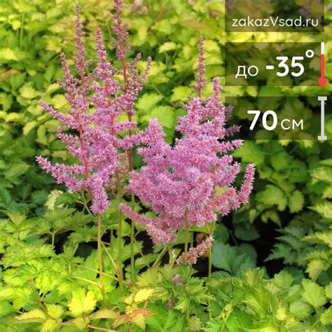Астильба китайская Колор Флэш Лайм (Astilbe chinensis Color Flash Lime ...