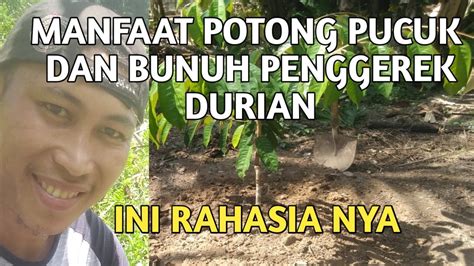 Manfaat Potong Pucuk Durian Fransfamylichanel Dan Bunuh Pengerek