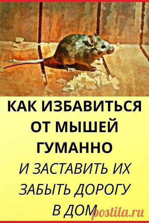 Как избавиться от мышей гуманно и заставить их забыть дорогу в дом. Ка ...
