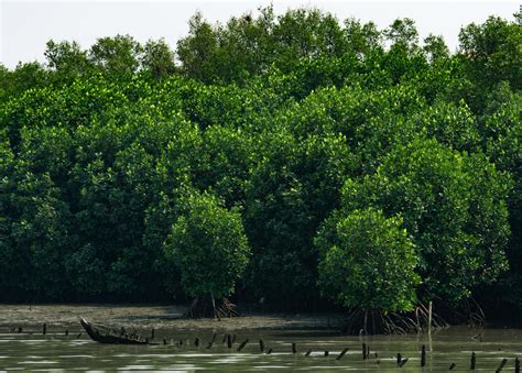 Mangrove tree at mangrove forest with white sky 7790339 Stock Photo at