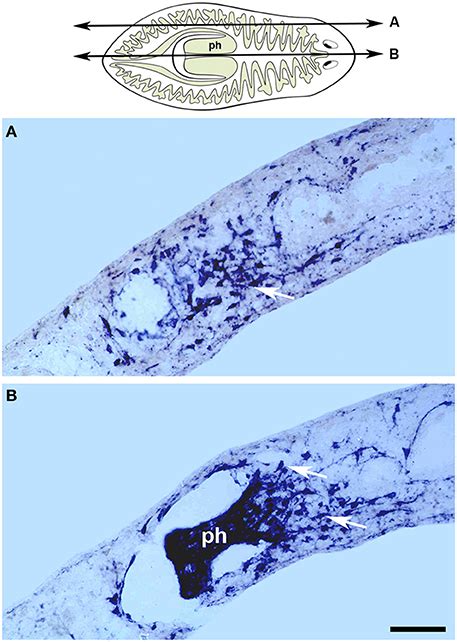 Planaria Cross Section Longitudinal Muscles