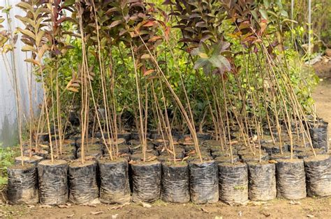 Pl Ntulas De Rboles Frutales De Guayaba En Un Vivero O Invernadero