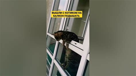 КОТ ВЫШЕЛ НА БАЛКОН ПОДЫШАТЬ #кот #рекомендации #shorts - YouTube
